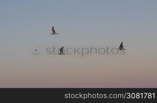 Slow motion shot of three seagulls flying in evening sky. Birds giving the feeling of freedom