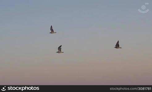 Slow motion shot of three seagulls flying in evening sky. Birds giving the feeling of freedom