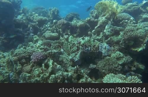 Slow motion undersea shot of different fishes swimming on big coral reef