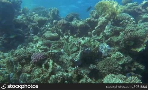 Slow motion undersea shot of different fishes swimming on big coral reef