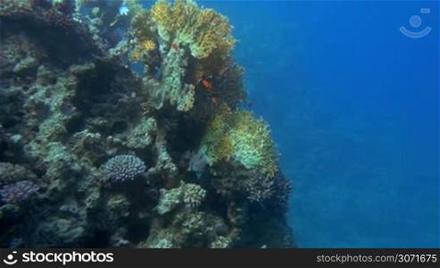Slow motion undersea shot of school of small orange fish swimming on coral reef