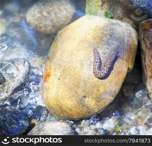Slug over stone in the waters of a river, horizontal image