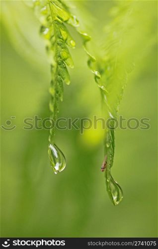 smal fly hiding for the rain under fern leaf
