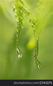 smal fly hiding for the rain under fern leaf