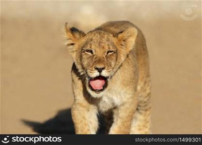 Small African lion cub (Panthera leo), Kalahari desert, South Africa