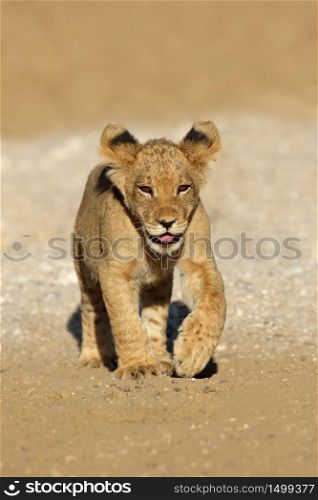 Small African lion cub (Panthera leo) running, Kalahari desert, South Africa