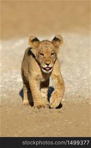 Small African lion cub (Panthera leo) running, Kalahari desert, South Africa