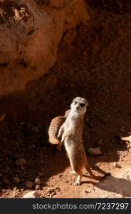 Small African Meerkat stand with two legs in Valencia Bioparc zoo under bright sunlight, Spain
