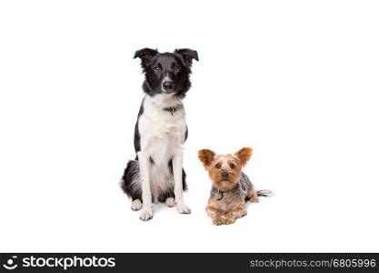 small and big dog looking at camera. two dogs in front of a white background