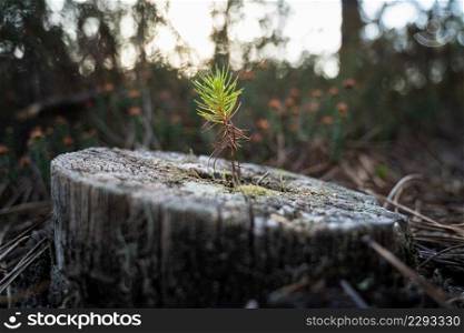 Small and young green pine tree growing in a natural environment. A new pine tree grows on top of with trunk of an older one that has already been cut. Forest regeneration. sustainability.