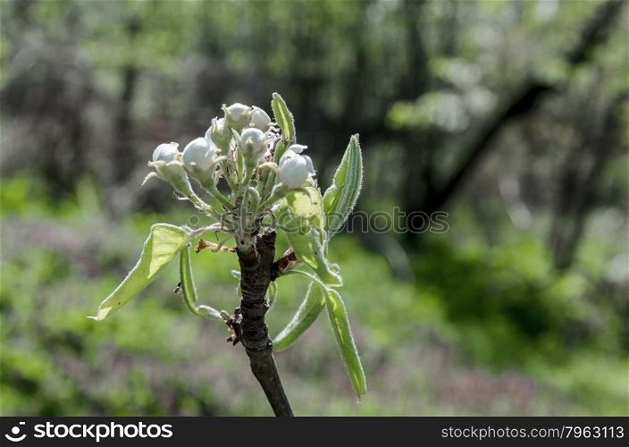 Small apple tree blossom in spring, small town yard, Bulgaria