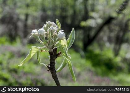 Small apple tree blossom in spring, small town yard, Bulgaria