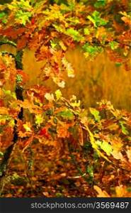 small autumn oak tree