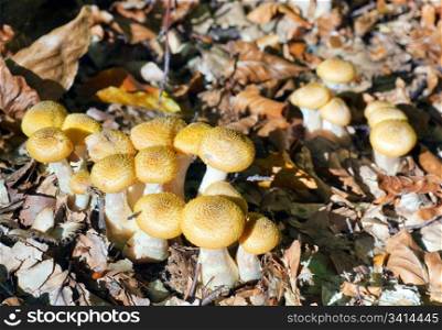 Small autumn yellow agaric honey among the dry leaves (macro)