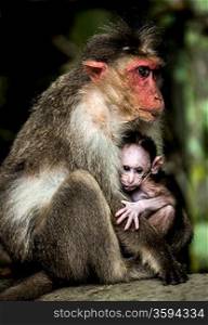 Small baby monkey sitting on the arms of his mother (Macacus mulatta also called the rhesus monkey)