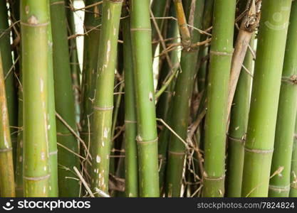 Small bamboo tree trunk. Viridescent Is very small.