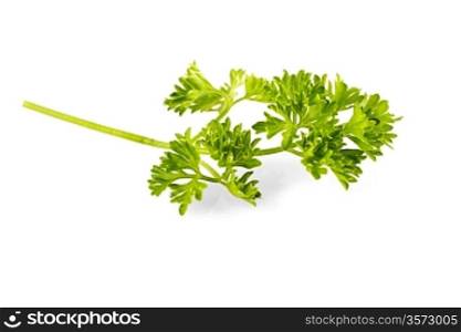 small banch of parsley isolated