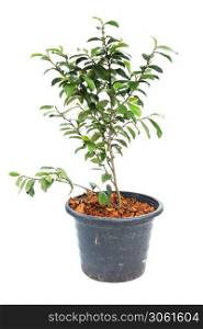 Small banyan tree plant in flowerpot on white