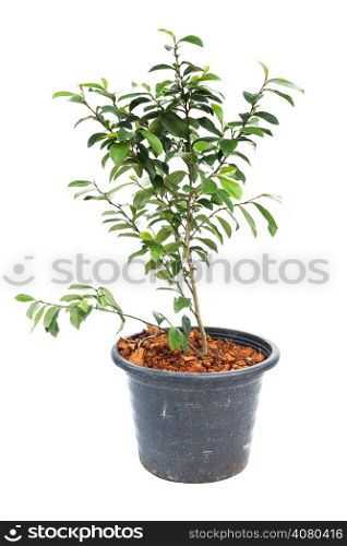 Small banyan tree plant in flowerpot on white