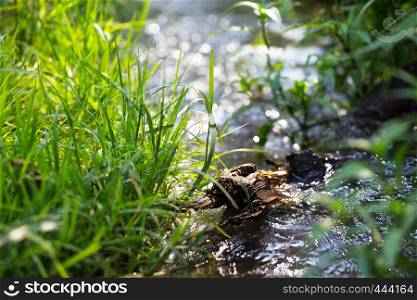 small beautiful creek in a spring forest
