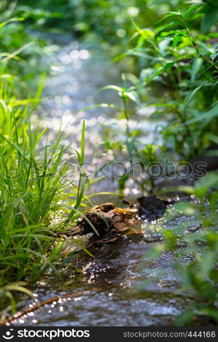 small beautiful creek in a spring forest