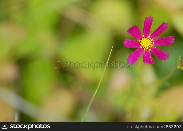 small beautiful flower in field