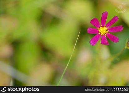 small beautiful flower in field