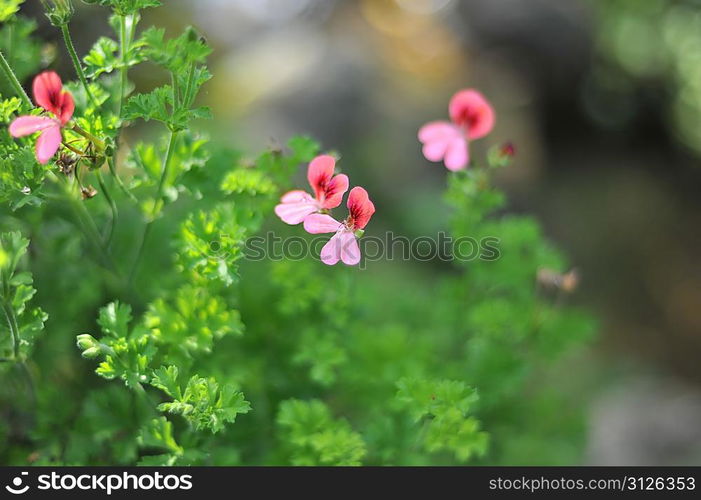 small beautiful flowers in the field