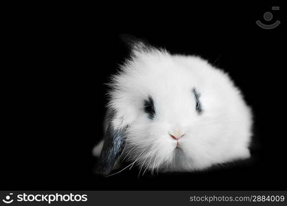 Small beautiful rabbit on black background