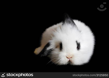 Small beautiful rabbit on black background