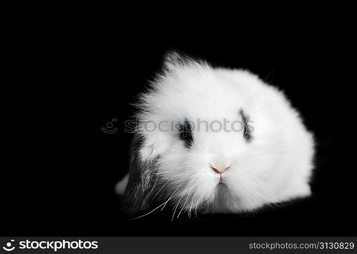 Small beautiful rabbit on black background