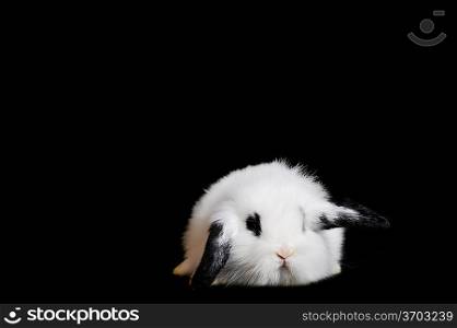Small beautiful rabbit on black background
