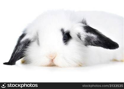 Small beautiful rabbit on white background