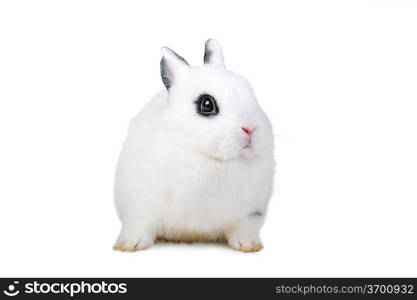 Small beautiful rabbit on white background