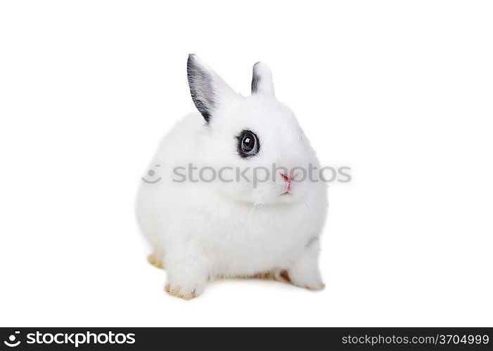 Small beautiful rabbit on white background