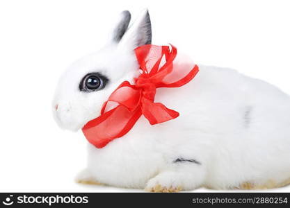 Small beautiful rabbit with red ribbon on white background