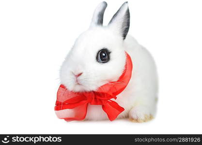 Small beautiful rabbit with red ribbon on white background