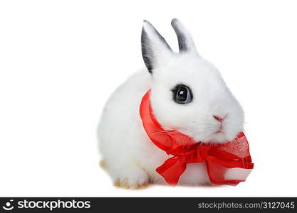 Small beautiful rabbit with red ribbon on white background