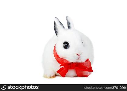 Small beautiful rabbit with red ribbon on white background