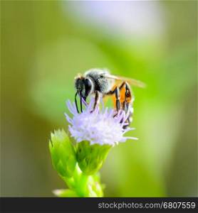 Small bee eating nectar on blue flower of Goat Weed in meadow of Thailand
