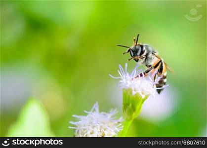 Small bees are clean legs and mouth on blue flower of Goat Weed in meadow of Thailand