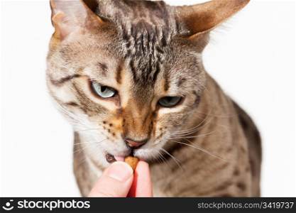 Small bengal cat being given a treat from fingers