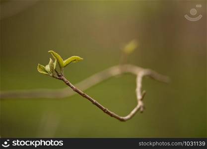small bent branch with young, fresh leaves, haiku style