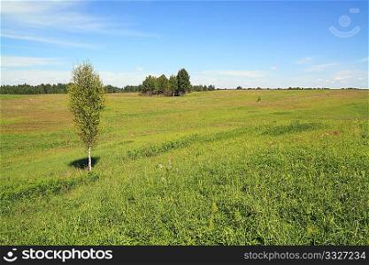 small birch on summer field