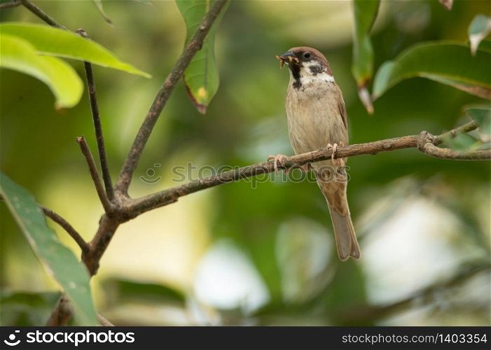 small bird living in the nature, common bird around the home