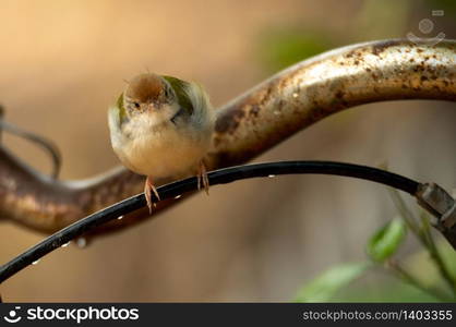 small bird living in the nature, common bird around the home