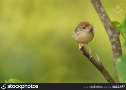 small bird living in the nature, common bird around the home