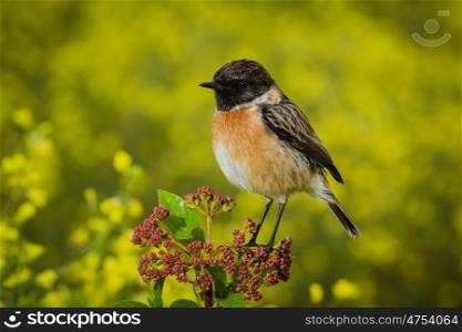 Small bird on a branch with unfocused background