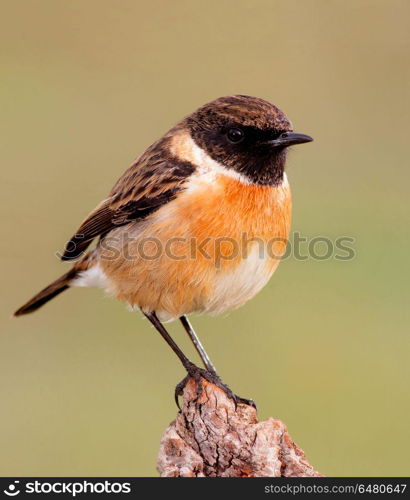 Small bird on a slim branch . Small bird on a slim branch with unfocused green background