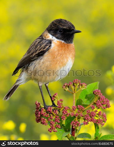 Small bird on a slim branch . Small bird on a slim branch with unfocused green background